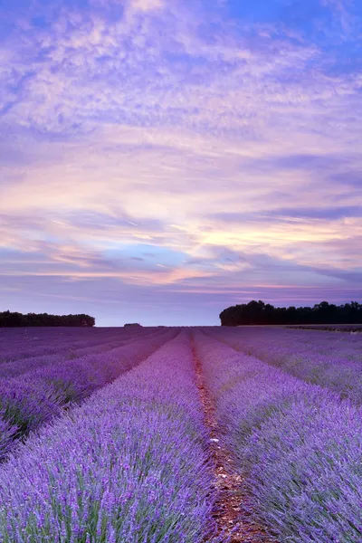 Pôr do sol de lavanda Provence — Fotografia de Stock