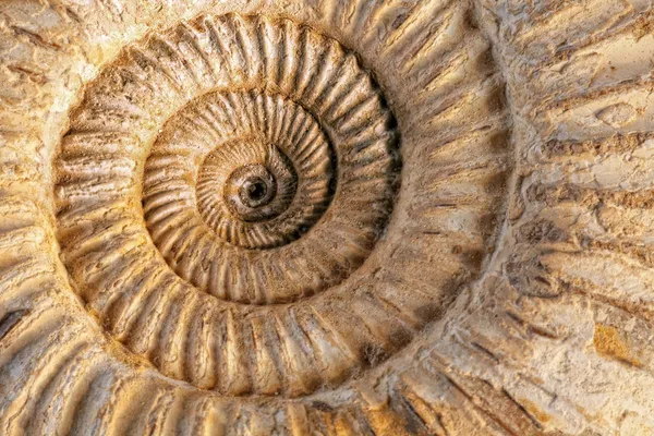 Ammoniten Nahaufnahme — Stockfoto