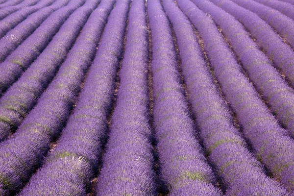 Provence Lavendelreihen — Stockfoto