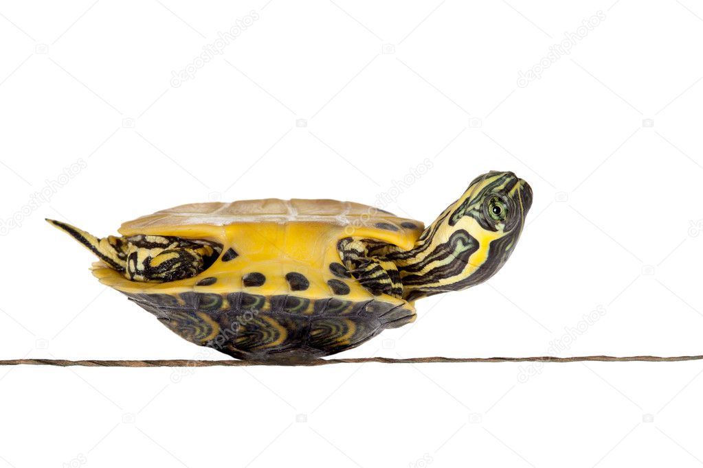 Sick turtle lying on its back