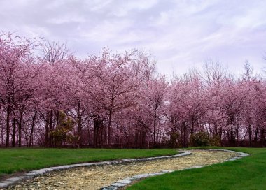 Cherry blossoms clipart