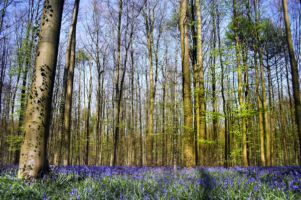 Bluebell forest — Stock Photo, Image