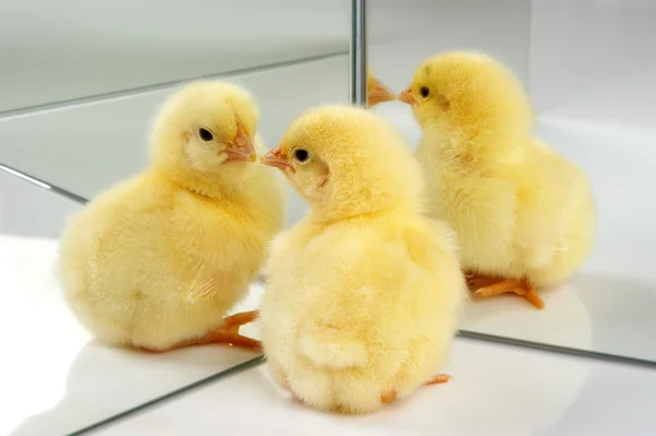 One or four chicks — Stock Photo, Image