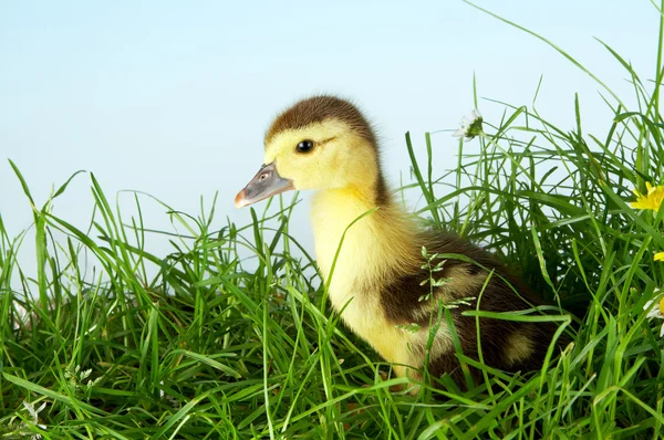 在草丛中的小鸭 — 图库照片