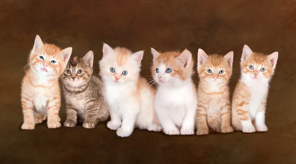 Irmãos gatinhos — Fotografia de Stock
