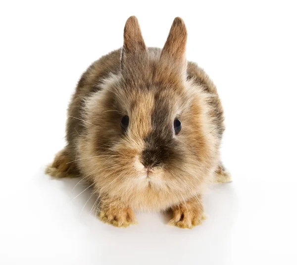 Маленький кролик — стокове фото