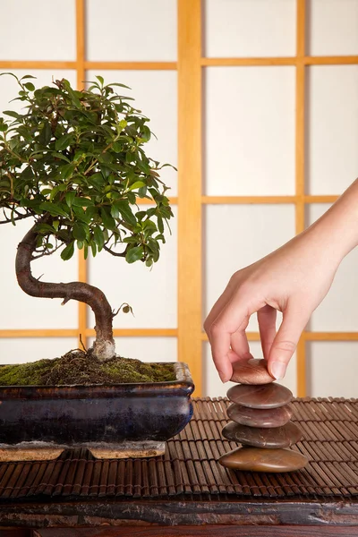 Zen stenar och bonsai — Stockfoto