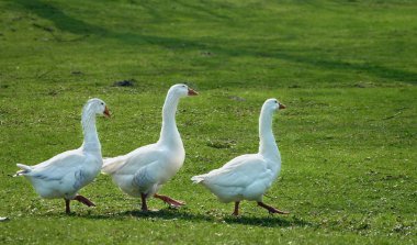 Geese in a row clipart