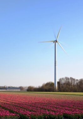 Lale ve yel değirmeni Hollanda'da