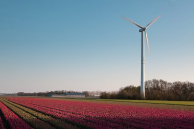 yel değirmeni ve Hollanda Lale