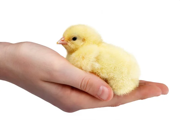 Handful of chick — Stock Photo, Image