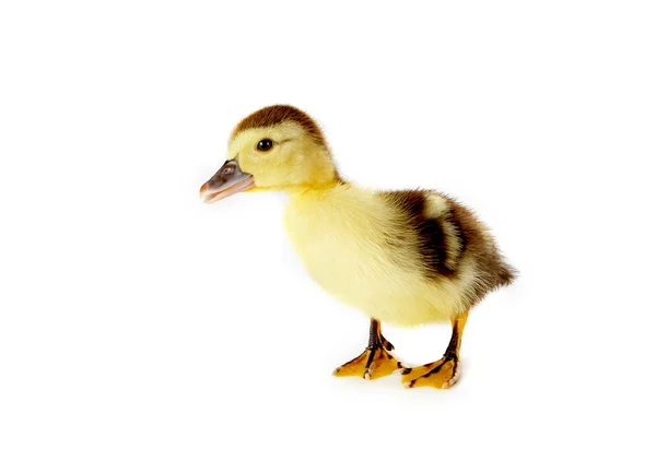 Curious duckling — Stock Photo, Image