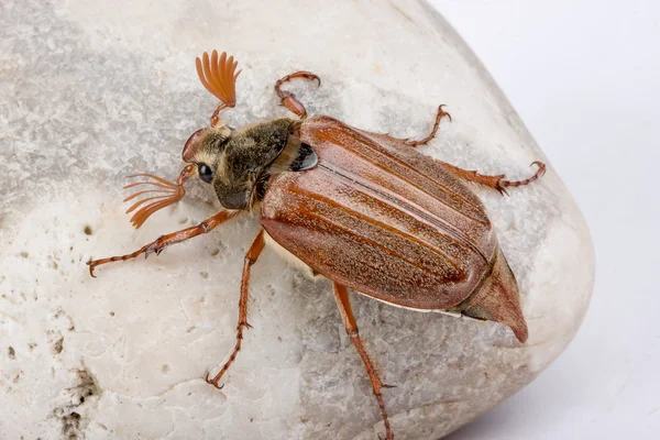 Maybug sur rocher — Photo