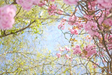 Blossom ağaç ve mavi gökyüzü