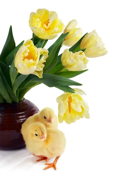 Chicks and tulips — Stock Photo, Image