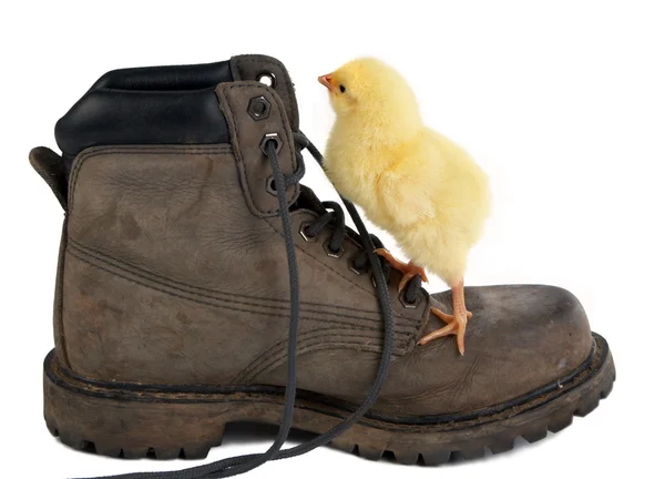 stock image Climbing a shoe