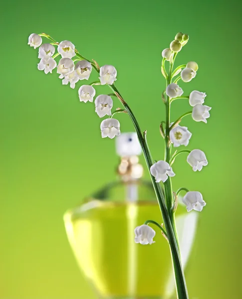 Springtime fragrance — Stock Photo, Image