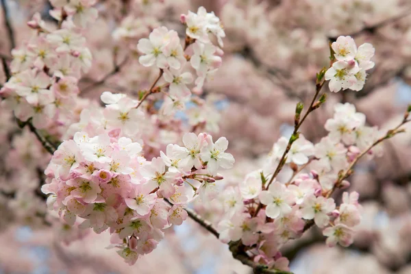 Bunga musim semi — Stok Foto