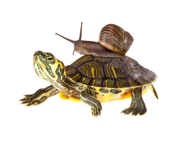 Lazy snail lift on turtle — Stock Photo, Image