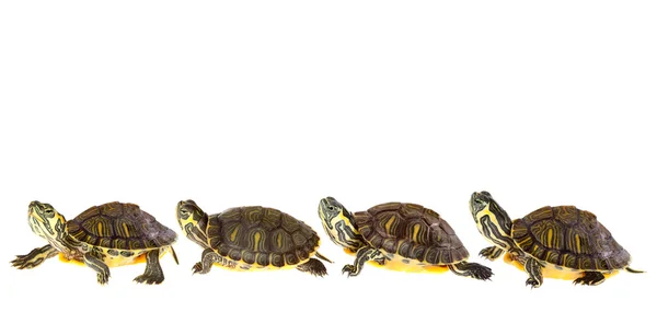 Schildpad familie op parade — Stok fotoğraf