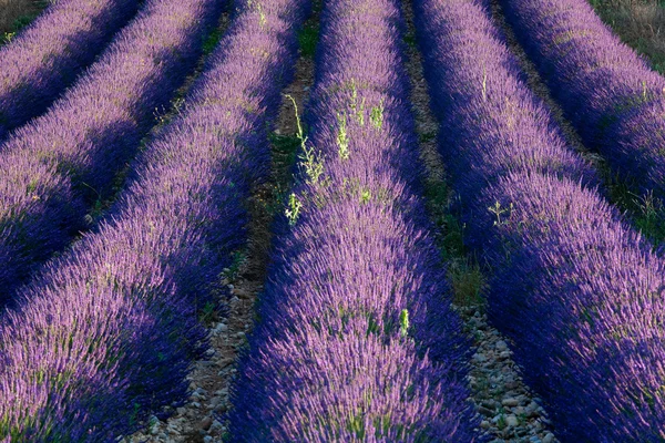 Lavender dawn — Stock Photo, Image