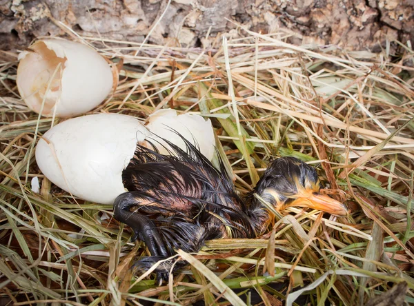 Hatching duck — Stock Photo, Image