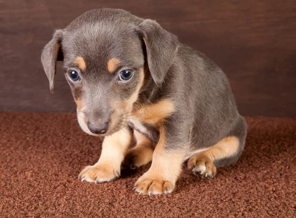 Puppy jack russel — Fotografie, imagine de stoc