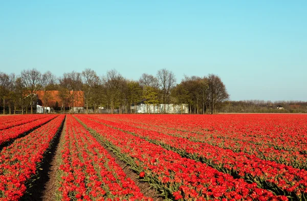 Red tulips in spring — Stock Photo, Image