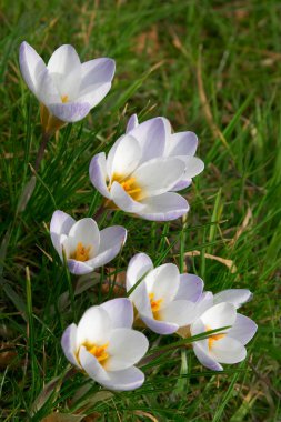 Springtime crocus flowers clipart