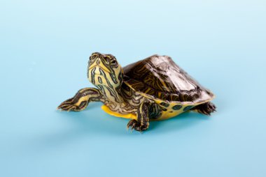 Young turtle clipart