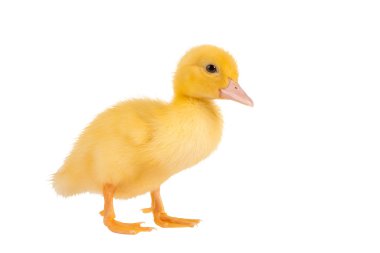 Easter duckling clipart