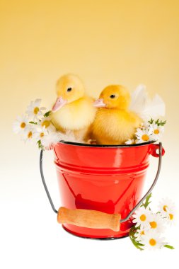 bir kova içinde iki Paskalya ördek yavrusu