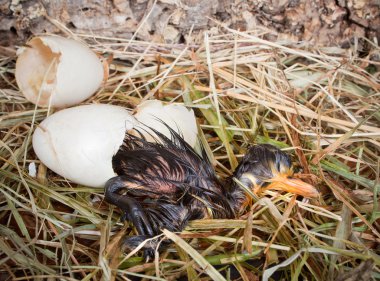 Hatching duck clipart