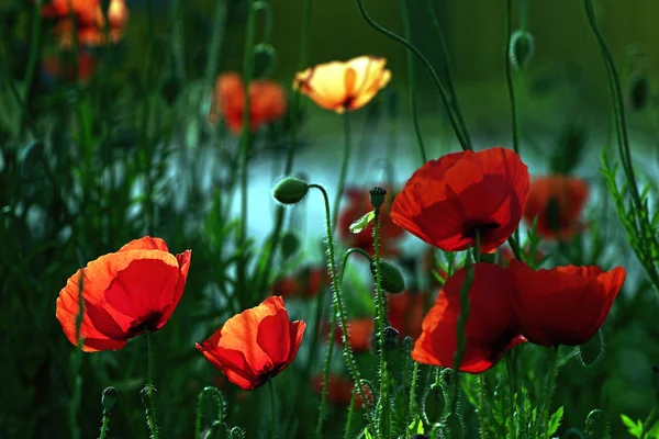 Poppies rétro-éclairés — Photo