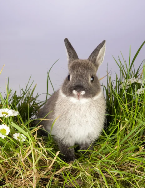 Gray bunny — Stock Photo, Image