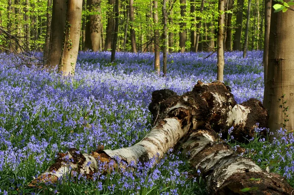 stock image Fallen trees