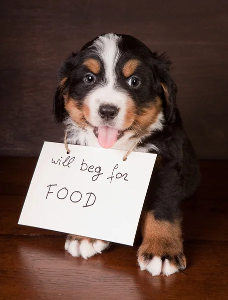 stock image Begging mountain doggy