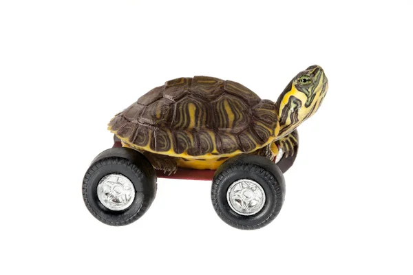 Черепаха на колесах — стоковое фото