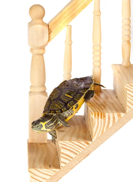 Legrační želva jít dolů — Stock fotografie