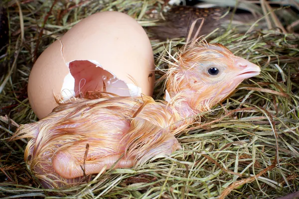 刚出生的小鸡 — 图库照片