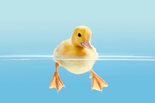 Duckling swimming for the first time — Stock Photo, Image