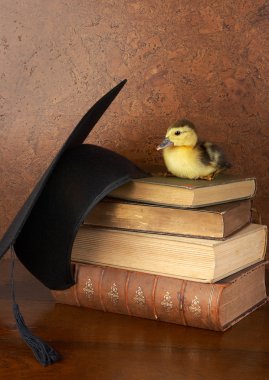 Easter duck on books clipart