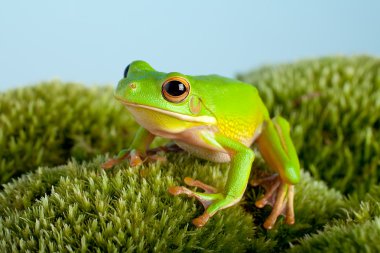Tree frog on moss clipart