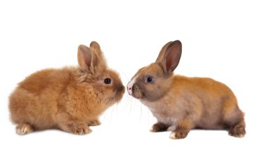 İki bebek tavşan