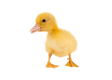 Isolated easter duckling