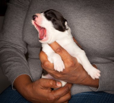 esneme kenar kömür ocağı köpek yavrusu