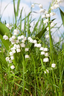 Muguet lily of the valley clipart