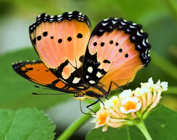 Comodoro borboleta — Fotografia de Stock