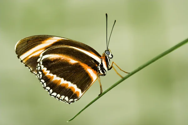 Longwing butterfly — Stock Photo, Image