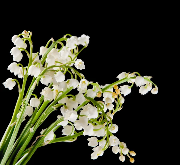 Muguet bouquet — Stock Photo, Image